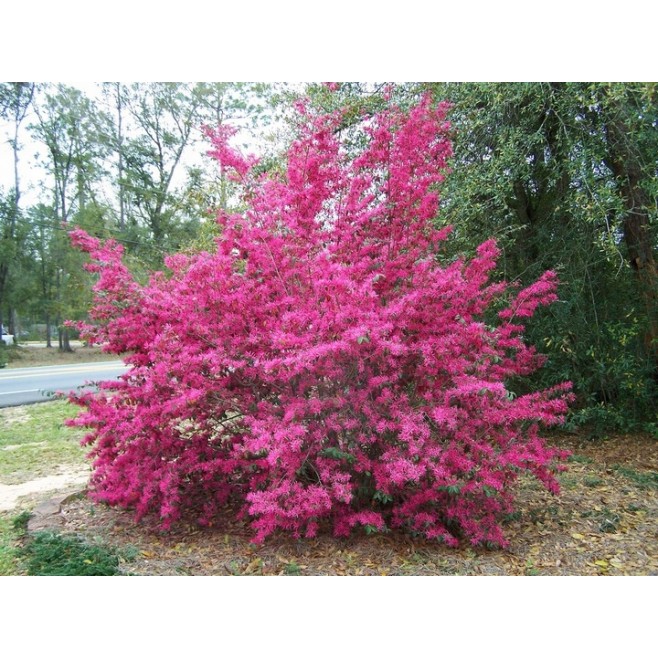 Loropetalum Fire Dance żywe konfetti sadzonka P9