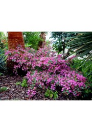 Loropetalum Fire Dance żywe konfetti sadzonka P9