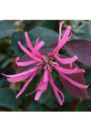 Loropetalum Fire Dance żywe konfetti sadzonka P9