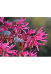 Loropetalum Fire Dance żywe konfetti sadzonka P9