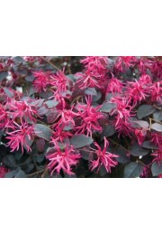 Loropetalum Fire Dance żywe konfetti sadzonka P9