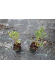 Mamutowiec olbrzymi P9