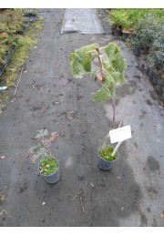 Kasztanowiec BRIOTTI briotii 20-40cm