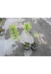 Sosna bośniacka Compact Gem P9