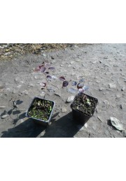 Loropetalum Fire Dance żywe konfetti sadzonka P9