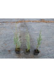 Jałowiec Blue Arrow 40-60cm P9