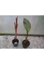 Bananowiec ensete Abisyński Maurelli C1.5