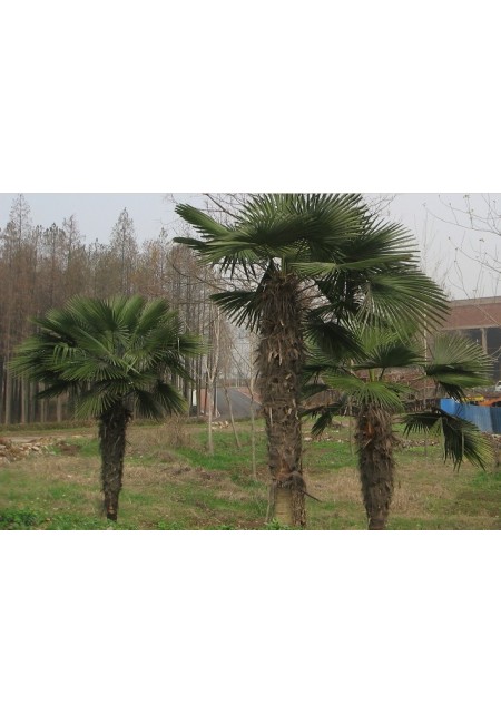 Palma mrozoodporna Trachycarpus Fortunei C3