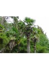 Palma mrozoodporna Trachycarpus Fortunei C3