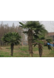 Palma mrozoodporna Trachycarpus Fortunei P13