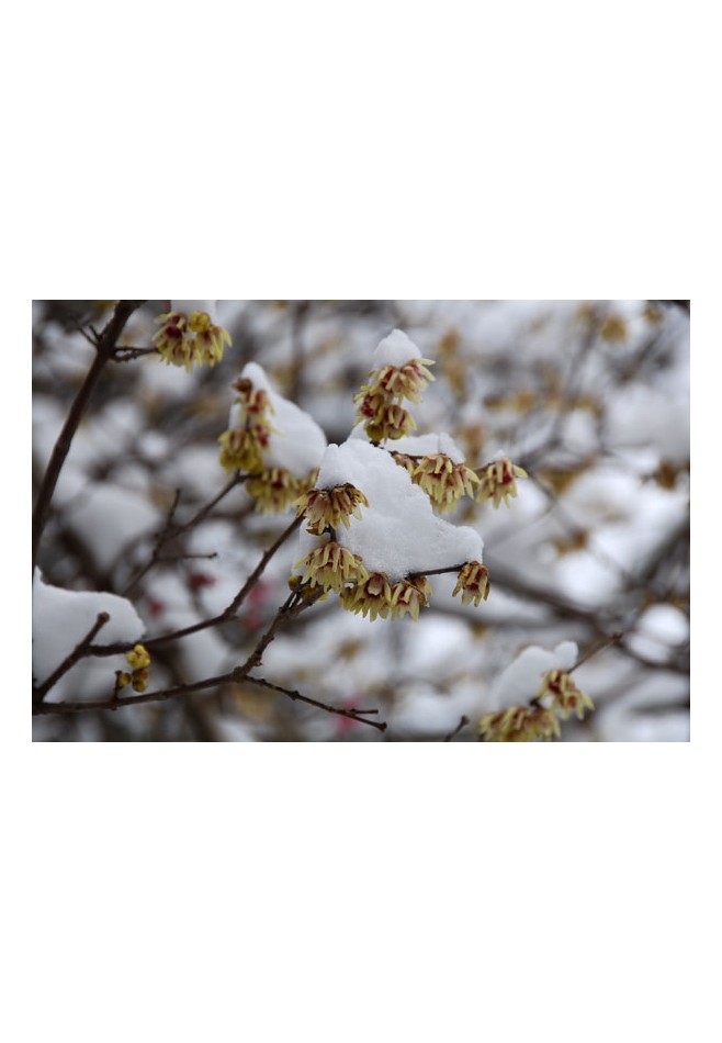 Zimokwiat - kwiaty i zapach w zimie P9