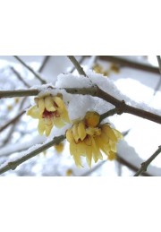 Zimokwiat - kwiaty i zapach w zimie P9
