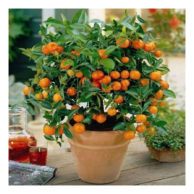Pomarańcza chińska Orangin owocuje C1,5