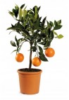 Pomarańcza chińska Orangin owocuje C1,5