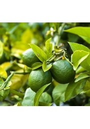 Limeta kwaśna lima limonka Lime Verde owocuje C1,5