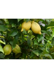 Cytryna zwyczajna owocuje Toscana C1,5