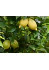 Cytryna zwyczajna owocuje Toscana C1,5