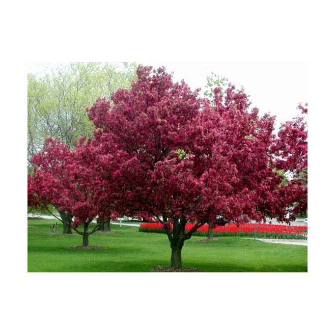 Jabłoń purpurowa rajska Royalty PA 110-130cm C2
