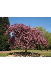 Jabłoń purpurowa rajska Royalty PA 110-130cm C2