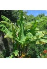 Bananowiec Dwarf Cavendish owocuje sadzonki C2