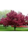 Jabłoń purpurowa rajska Royalty PA 90-110cm C2