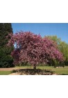Jabłoń purpurowa rajska Royalty PA 90-110cm C2