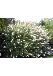 Budleja dwukolorowa biało - fioletowa sadzonki C2