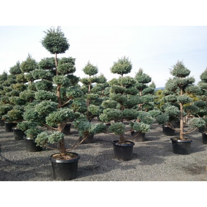 Cyprysik boulevard uformowany na bonsai 30-40cm