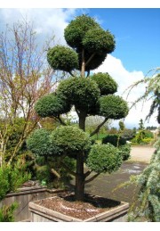 Cyprysik boulevard uformowany na bonsai 30-40cm
