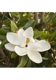 Magnolia wielkokwiatowa grandiflora 40-60cm C2