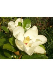 Magnolia wielkokwiatowa grandiflora 40-60cm C2