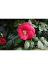 Camellia camelia kamelia różowa Dr King P9