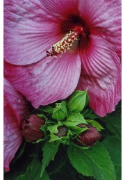 HIBISKUS bylinowy SUMMER STORM różowy hibiscus 2L