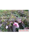 HIBISKUS bylinowy SUMMER STORM różowy hibiscus 2L