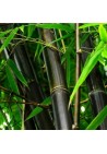 Bambus czarny drzewiasty Nigra mrozoodporny 50-70cm C2