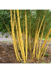 Bambus złotobruzdowy Aureocaulis mrozoodporny C1