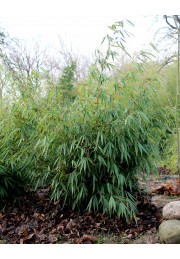 Bambus fargesia olbrzymia Pingwu 40-60cm C1