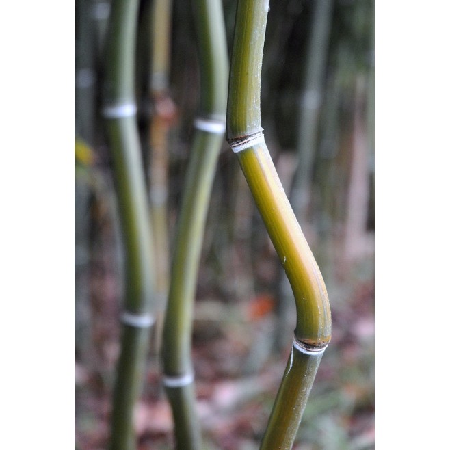 Bambus Phyllostachys Alata mrozoodporny 40-60cm C1