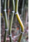 Bambus Phyllostachys Alata mrozoodporny 40-60cm C1